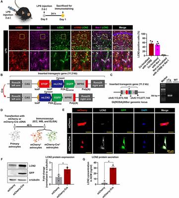 Neuroinflammation Induced by Transgenic Expression of Lipocalin-2 in Astrocytes